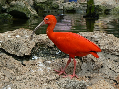 Ibis