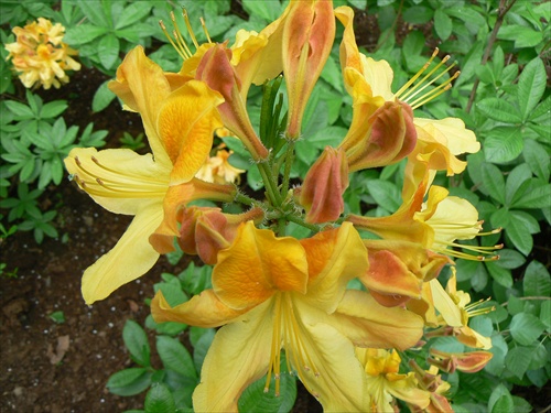 Rododendron - Arboretum Mlynany