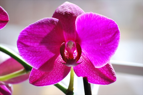 Orchidea