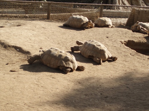 Karachi Zoo