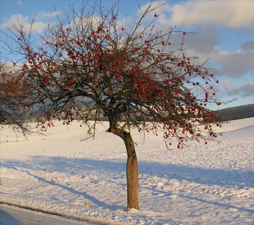 večnerodiaca