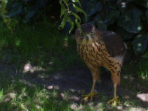 Jastrab lesný - Accipiter gentilis