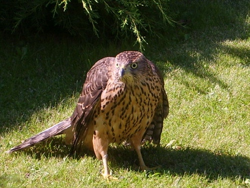 Accipiter gentilis