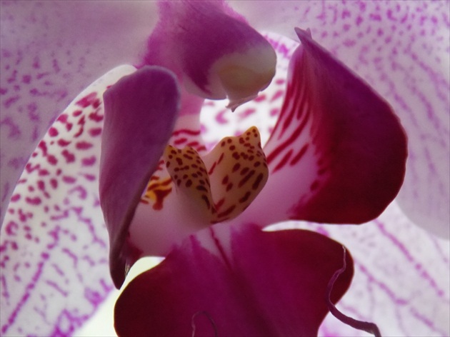 orchidea