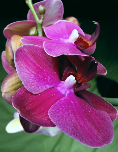 orchidea