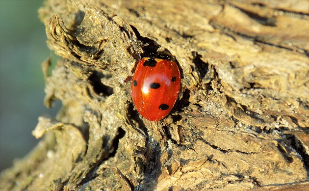 prebudená lienka