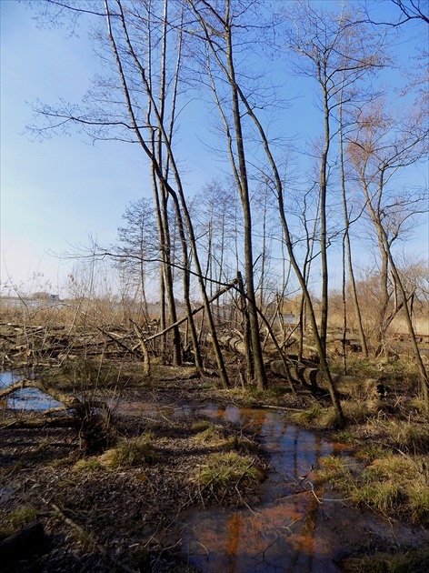 Pri bobrej hradzi