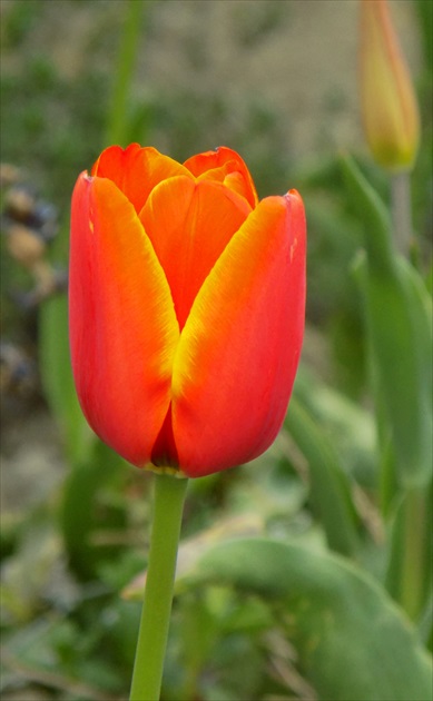 Tulipán