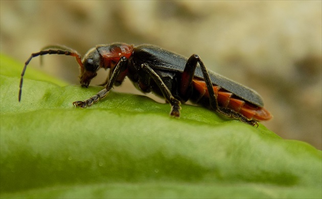 Cantharis rustica