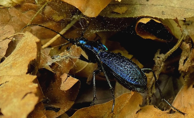 Bystruška vráskavá.