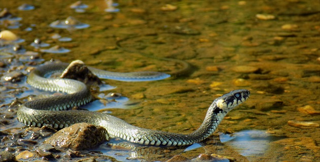 Užovka obojková