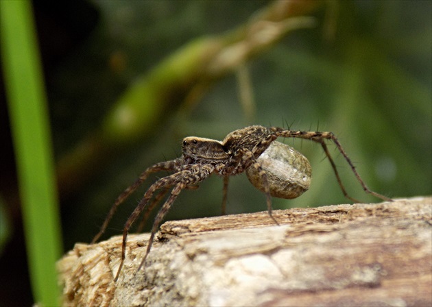 čeľaď: LYCOSIDAE – strehúňovité