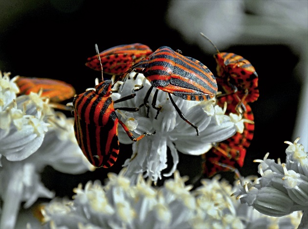 Graphosoma lineatum