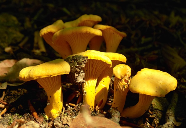 kuriatko, Cantharellus