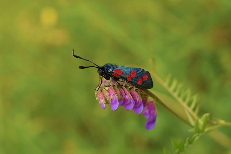 Vretienka obyčajná (Zygaena filipendulae)