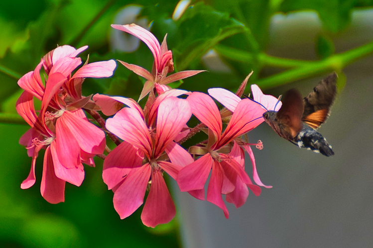 Lišaj marinkový (Macroglossum stellatarum)