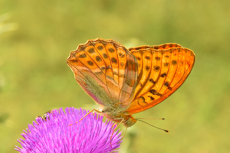 argynnis fabricius