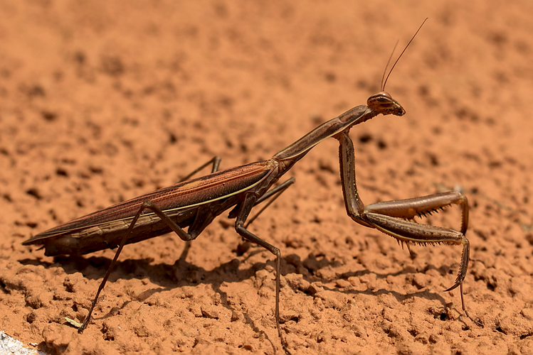 Modlivka – predátor, ktorého sa oplatí mať v záhrade 