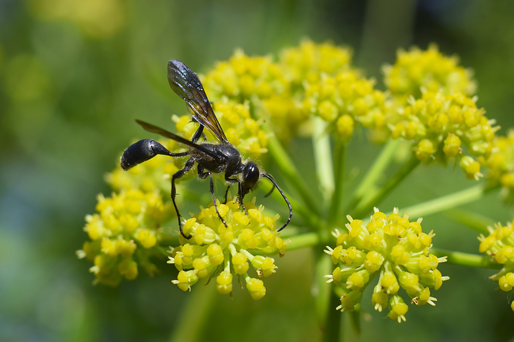 Isodontia