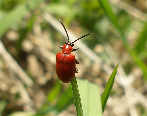 Drobček