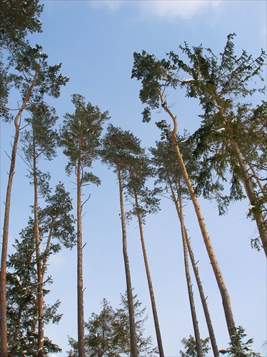 Pohľad do neba