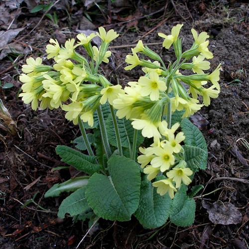 Primula Veris