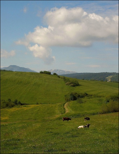 Na paši