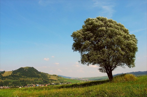 ... stojí strom zelený