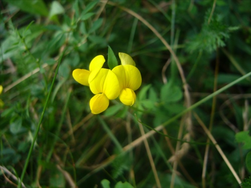 dalsia kvetinka