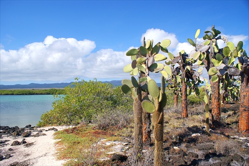 na ostrove Santa Cruz - Galapágy