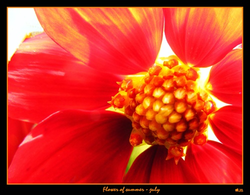Flower of summer - july