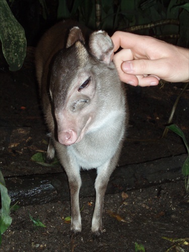 Randers Tropical Zoo, Dánsko