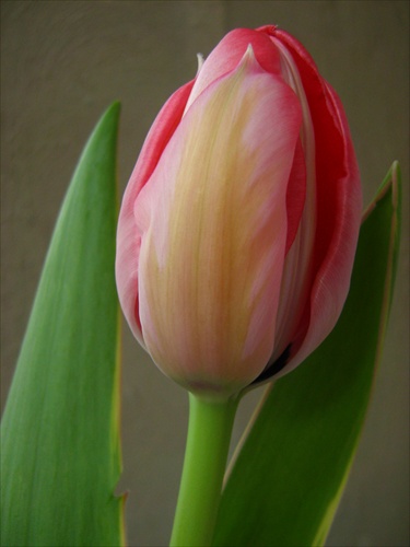 Tulipán