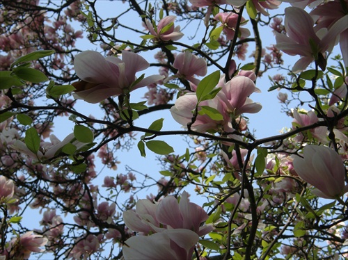 magnolia