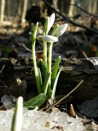 Snežienka