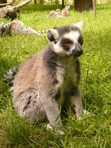 dobre rano, pan lemur