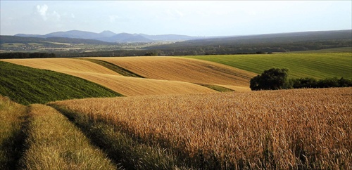 Koberčeky