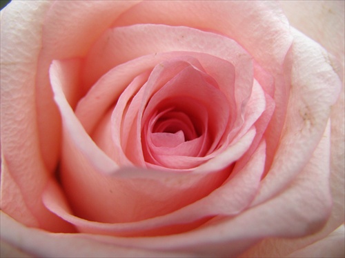 pink rose