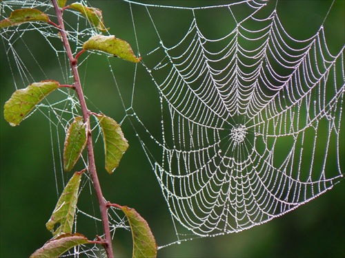 Dreamcatcher