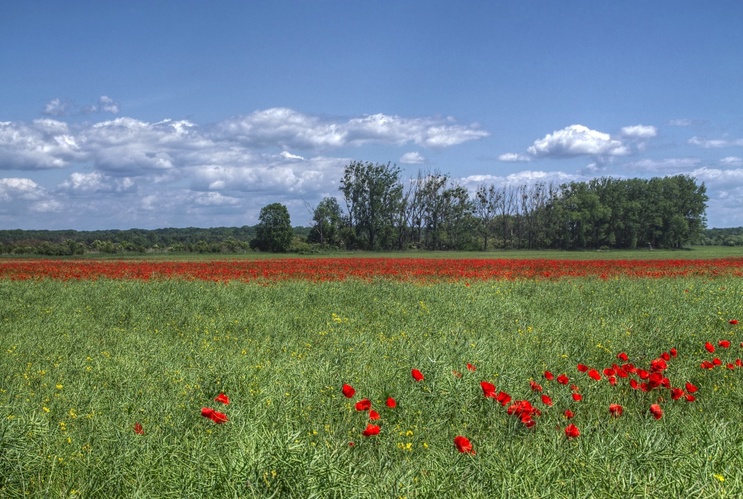 Malovaná krajina