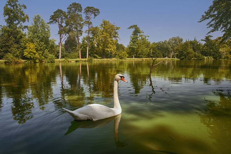 Labutí jezero