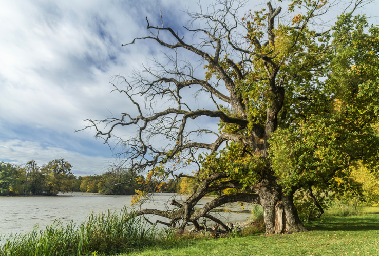 Dubový krasavec