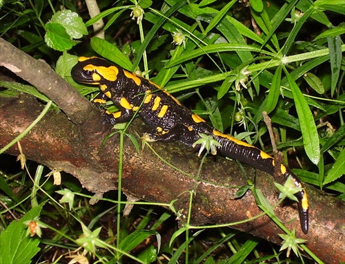 salamandra