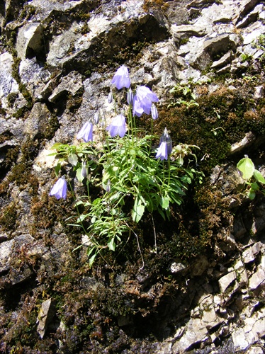 Zvončeky na skale