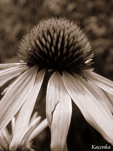 Echinacea