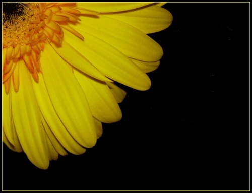 gerbera