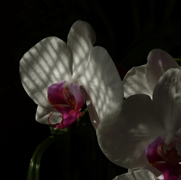 orchidea II