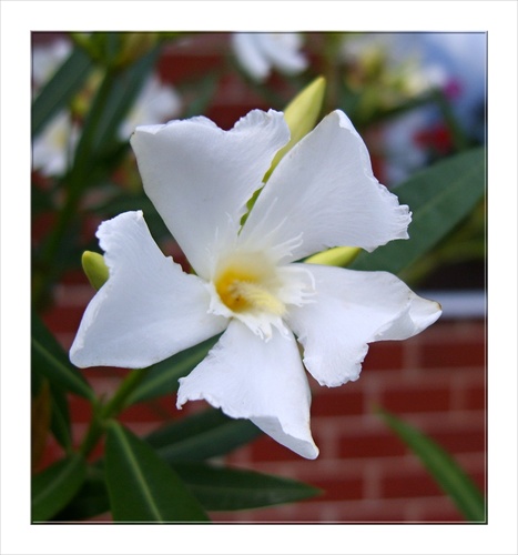 Nerium oleander