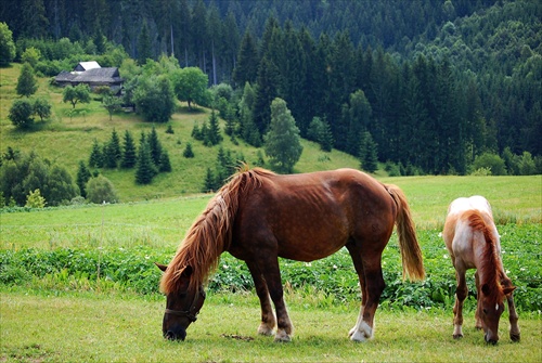 Pásla kone na .......... / hriňovských lazoch /