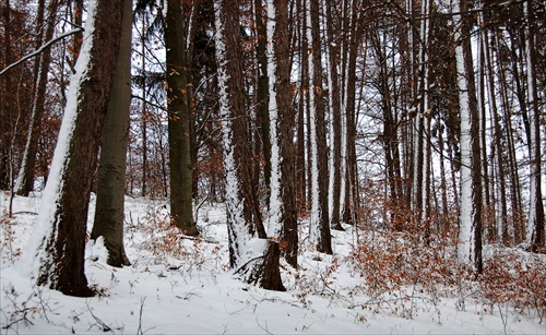 V lesoch Podpoľania